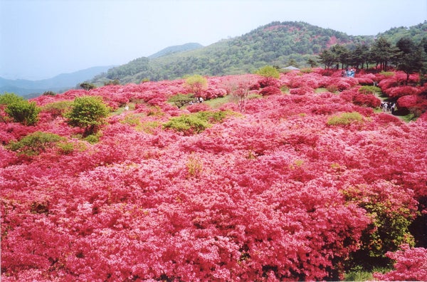 【大崎・石巻・県北エリア発】 約50万本!日本最大級のツツジの名所! 徳仙丈山ハイキングと気仙沼の海鮮丼(日帰り)1